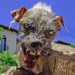 cane molecolare