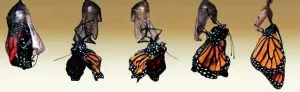 metamorfosi monarca