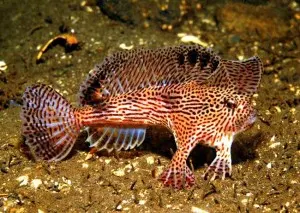 Brachionichthys hirsutus