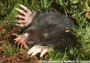 condylura crestata