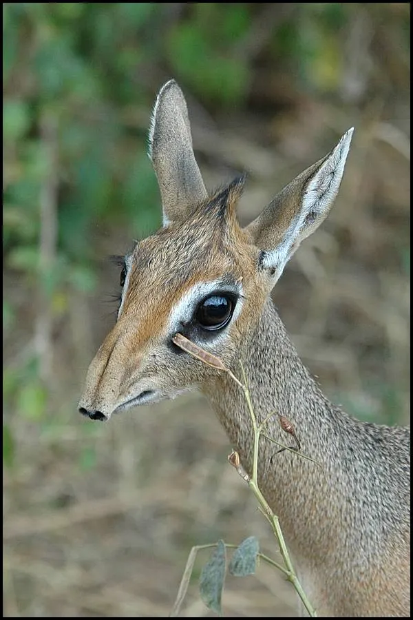 dik dik